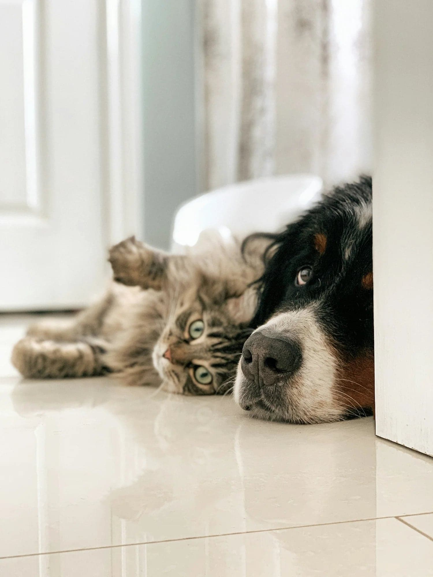 A dog and a cat resting together. Dogs and cats are both welcome at PetVetWELL, Mentor, OH