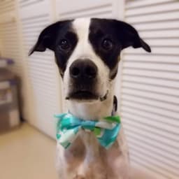 Cheeto, a PetVetWELL patient wearing a bow tie