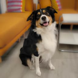 Luna, a PetVetWELL patient